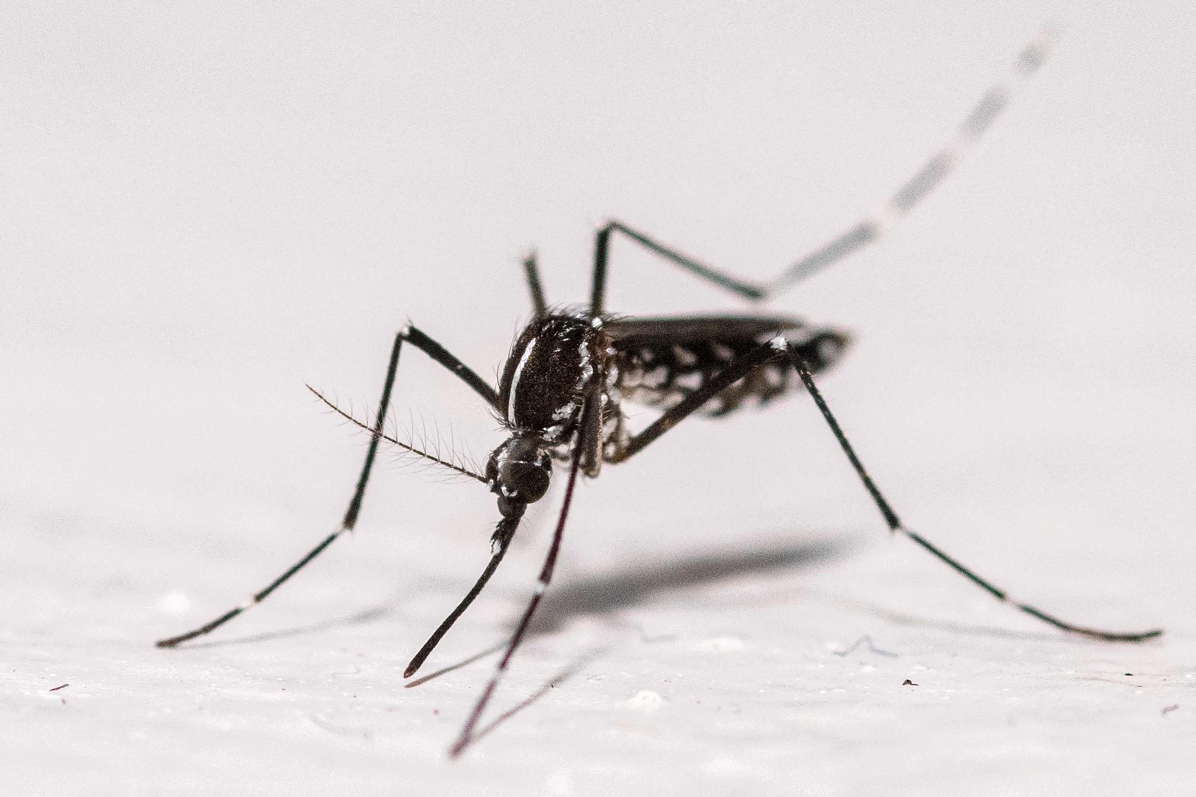 The Asian Tiger mosquito can spread encephalitis, dengue and yellow fever