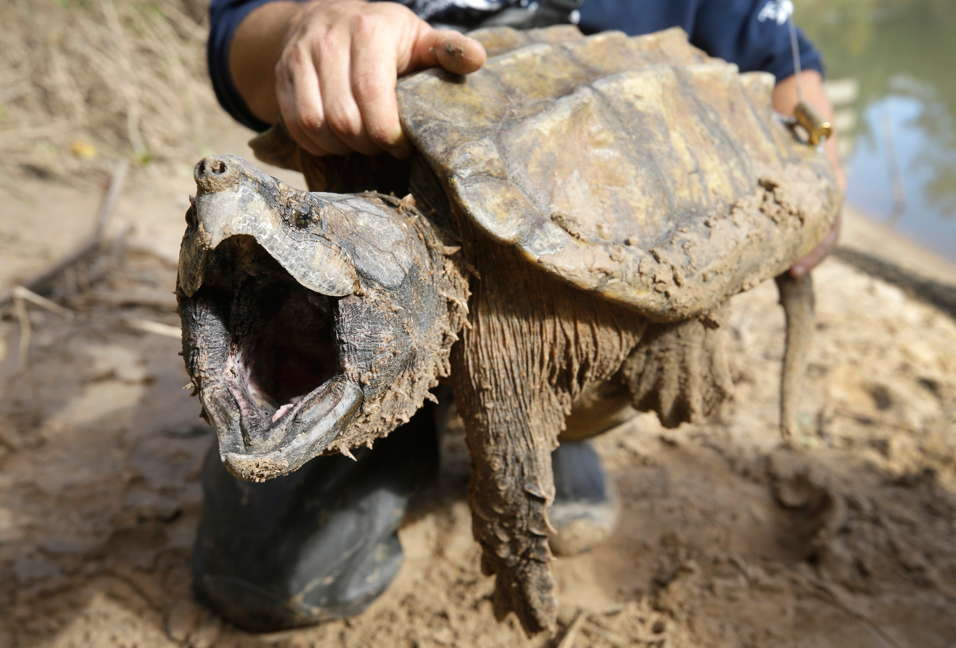 A male alligator snapping turtle is held after being trapped by the Turtle Survival Alliance-North American Freshwater Turtle Research Group