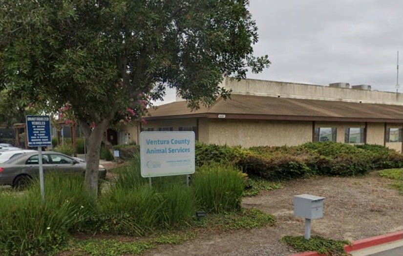 On four separate occasions from February 2024 to February 2026, Bruce attacked passersby, causing injuries including “severe disfiguring lacerations,” according to Ventura County Animal Services
