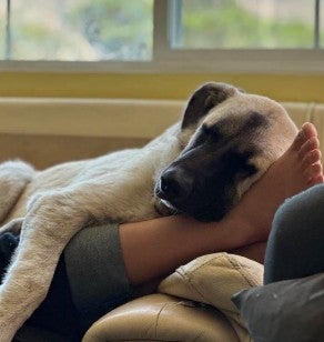 Animal Services said it had petitioned for Bruce to be declared vicious to ‘protect public safety,’ but his supporters argued there were other options than euthanasia