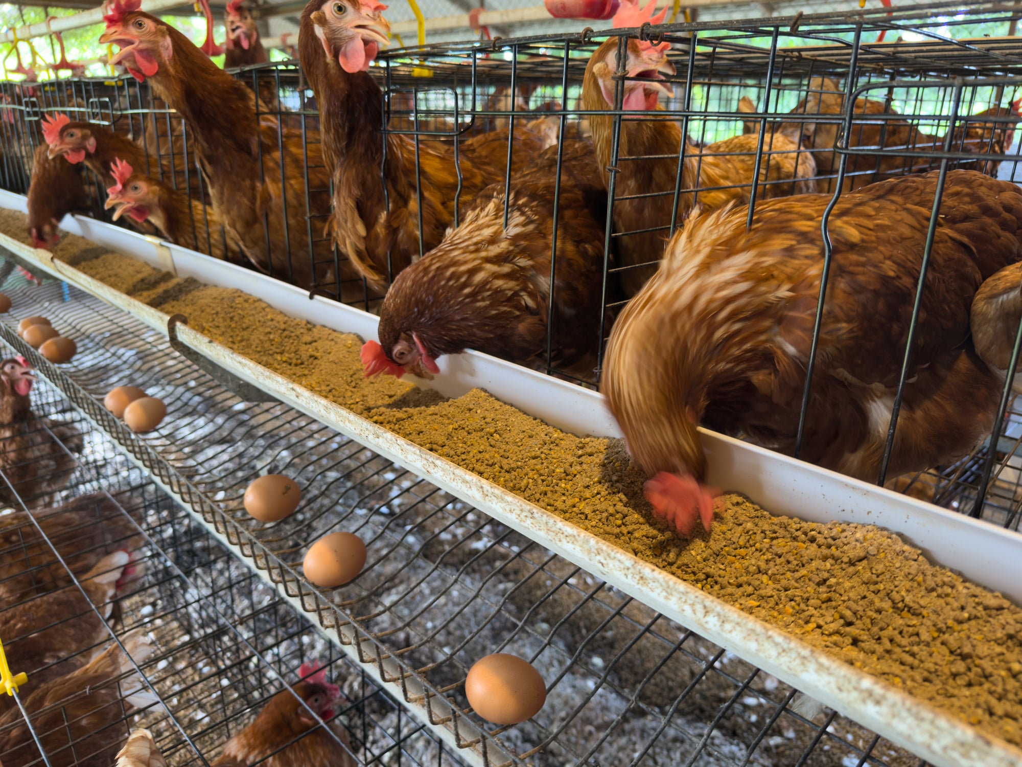 The current salmonella outbreak has been linked to people eating imported eggs