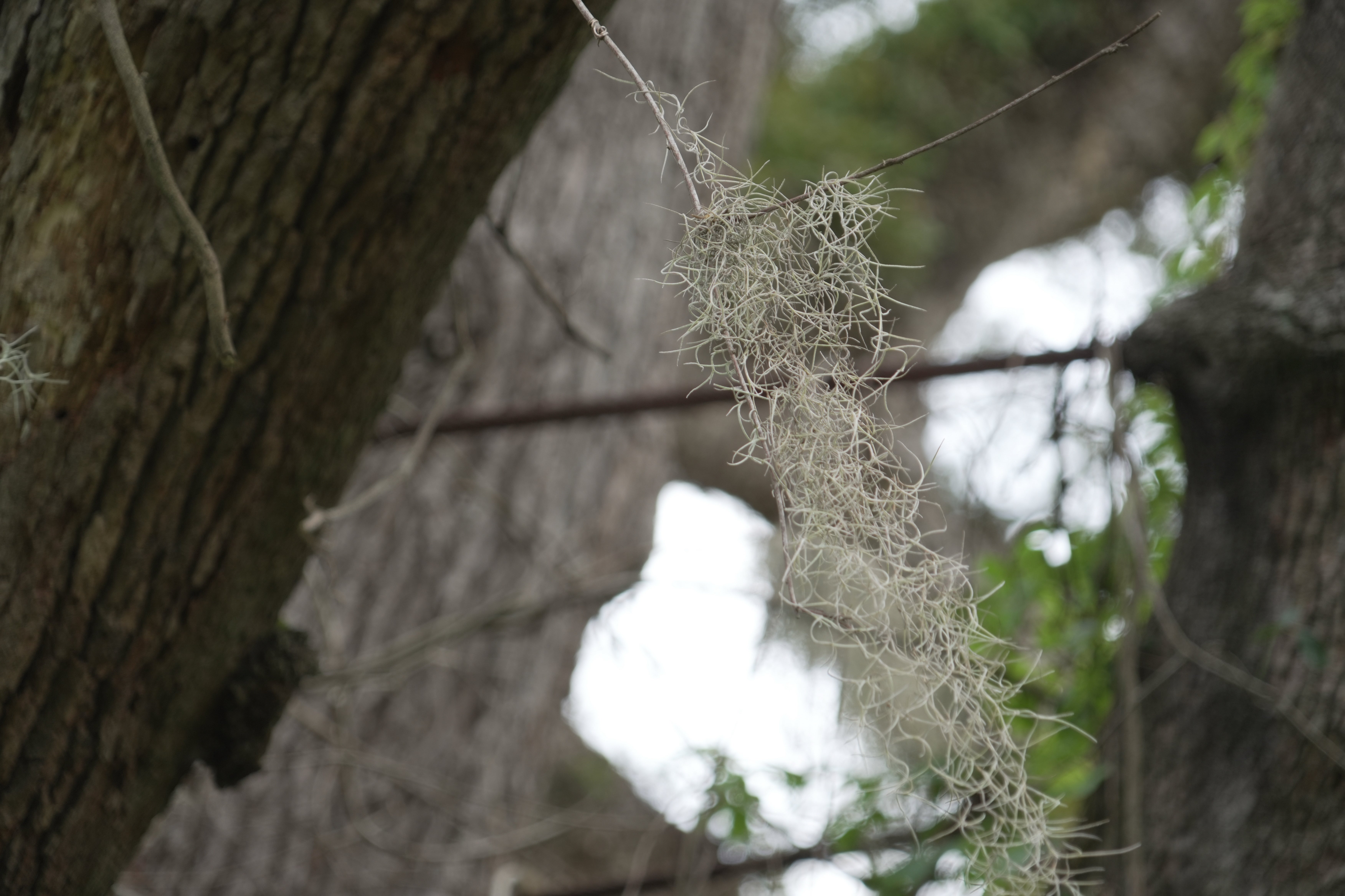 Spanish moss sways among the steel cables installed around 50 years ago to help stabilize the tree