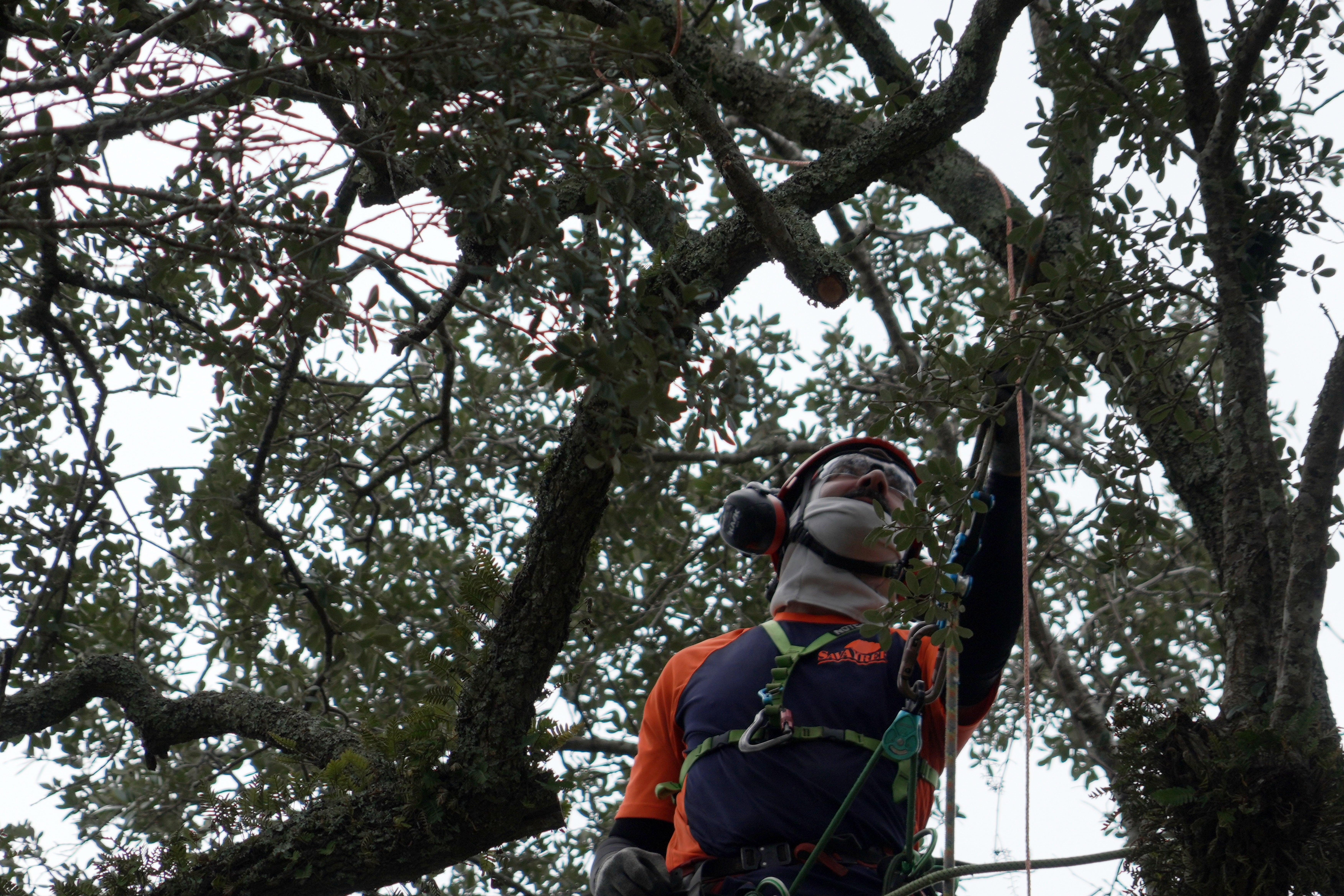 Andrew Giordano, plant and tree health care specialist, installs copper lightning rod cable in the branches of the tree