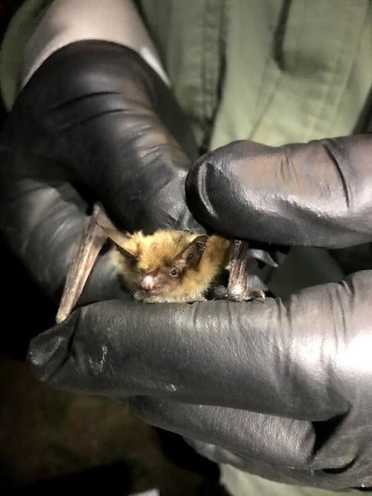 A researcher holds a tiny Fringed Myotis, one of the species the scientists studied alongside the little brown bats. Little brown bats are also in the genus Myotis