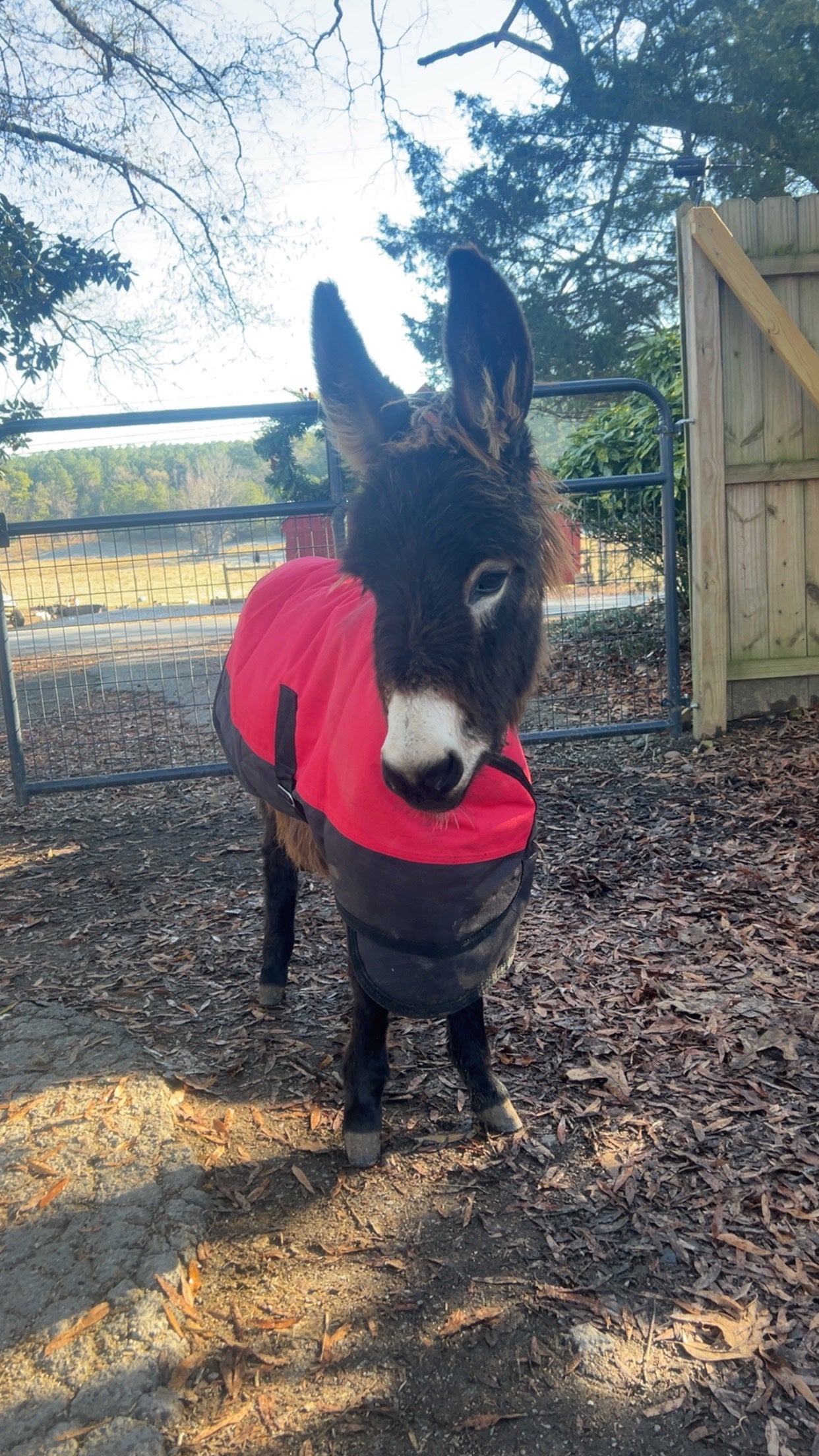 HeeHaw was bottle fed and raised in the family’s home, Hannah Israel said in a social media post