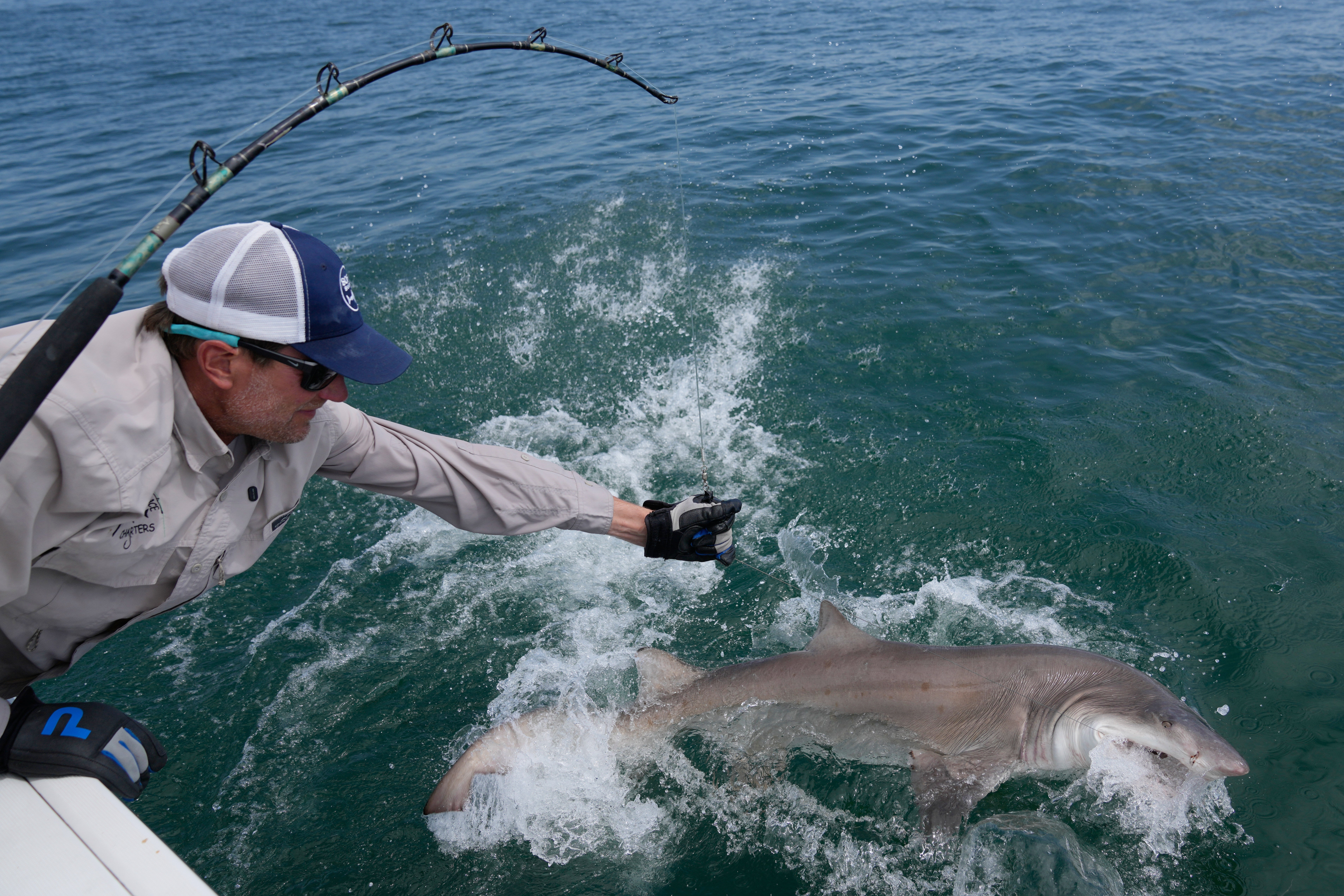 Greg Metzger, lead field biologist for SOFO's shark research and education program, catches a sand tiger shark off the coast of Hampton Bays