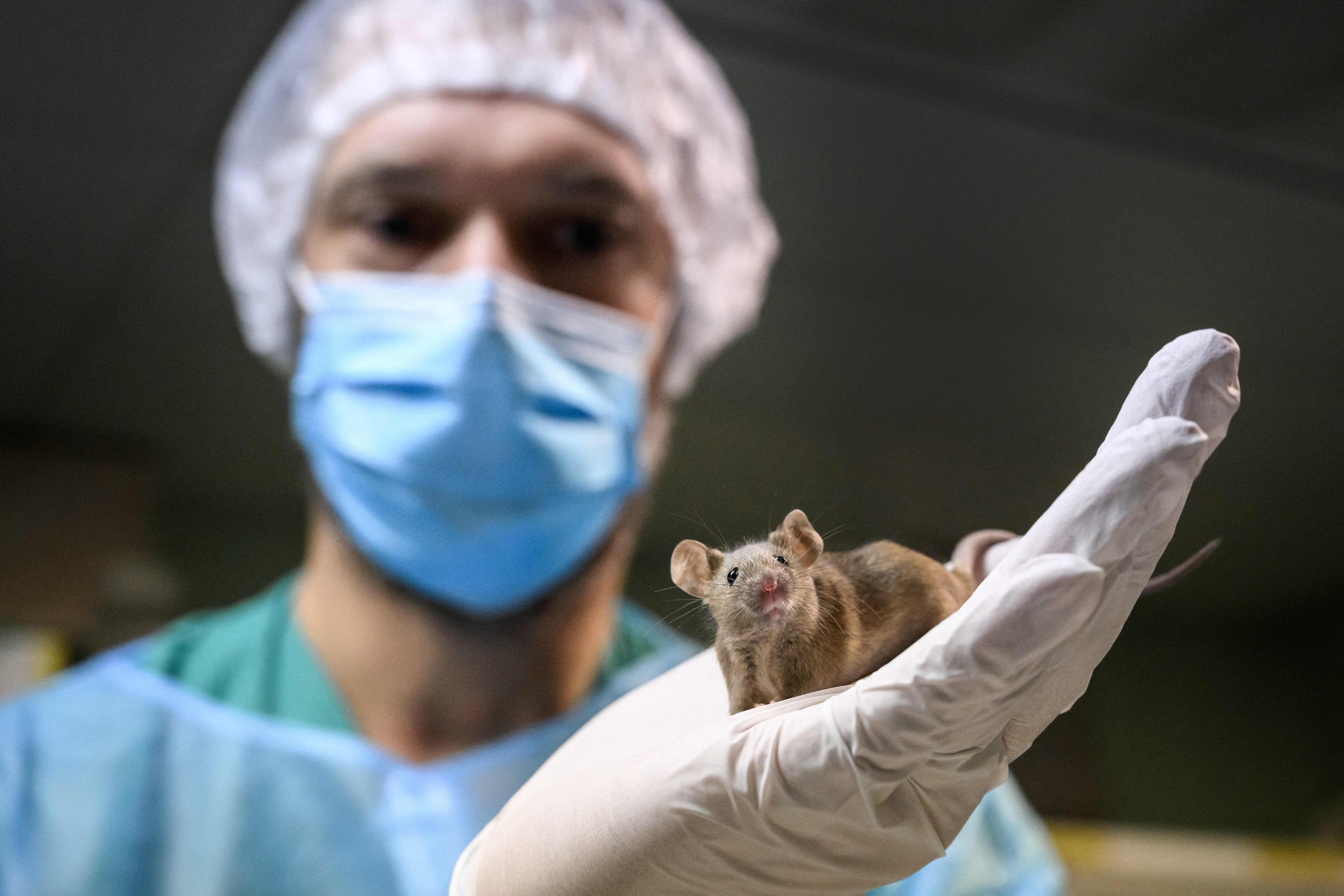 Tests in mice showed those on the drugs had improved changes to their health over mice that were on low-calorie diets