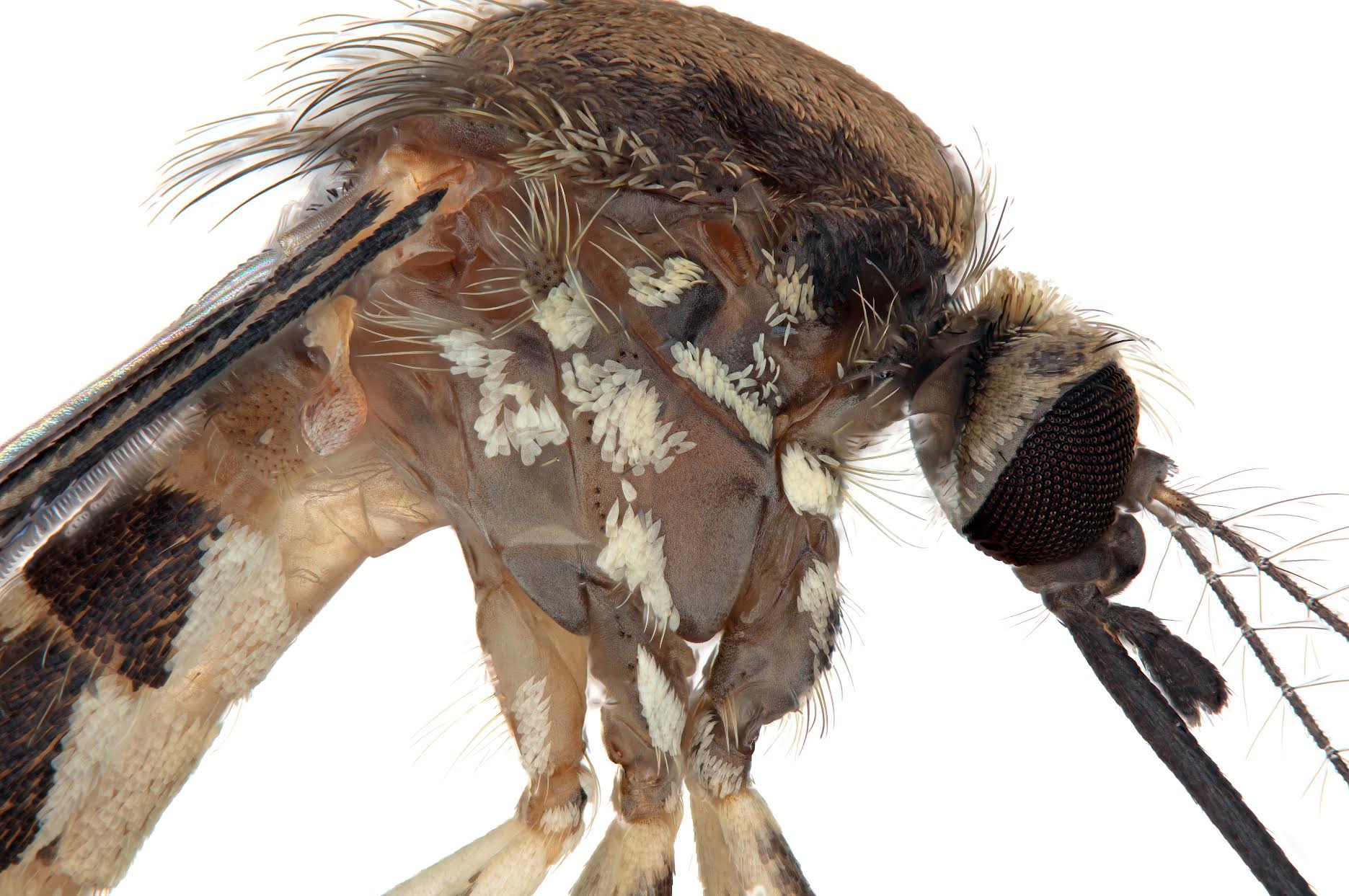 The Aedes amateuri is seen in this close-up shot from the University of Florida. Very little is known about the insect, including its ability to spread disease