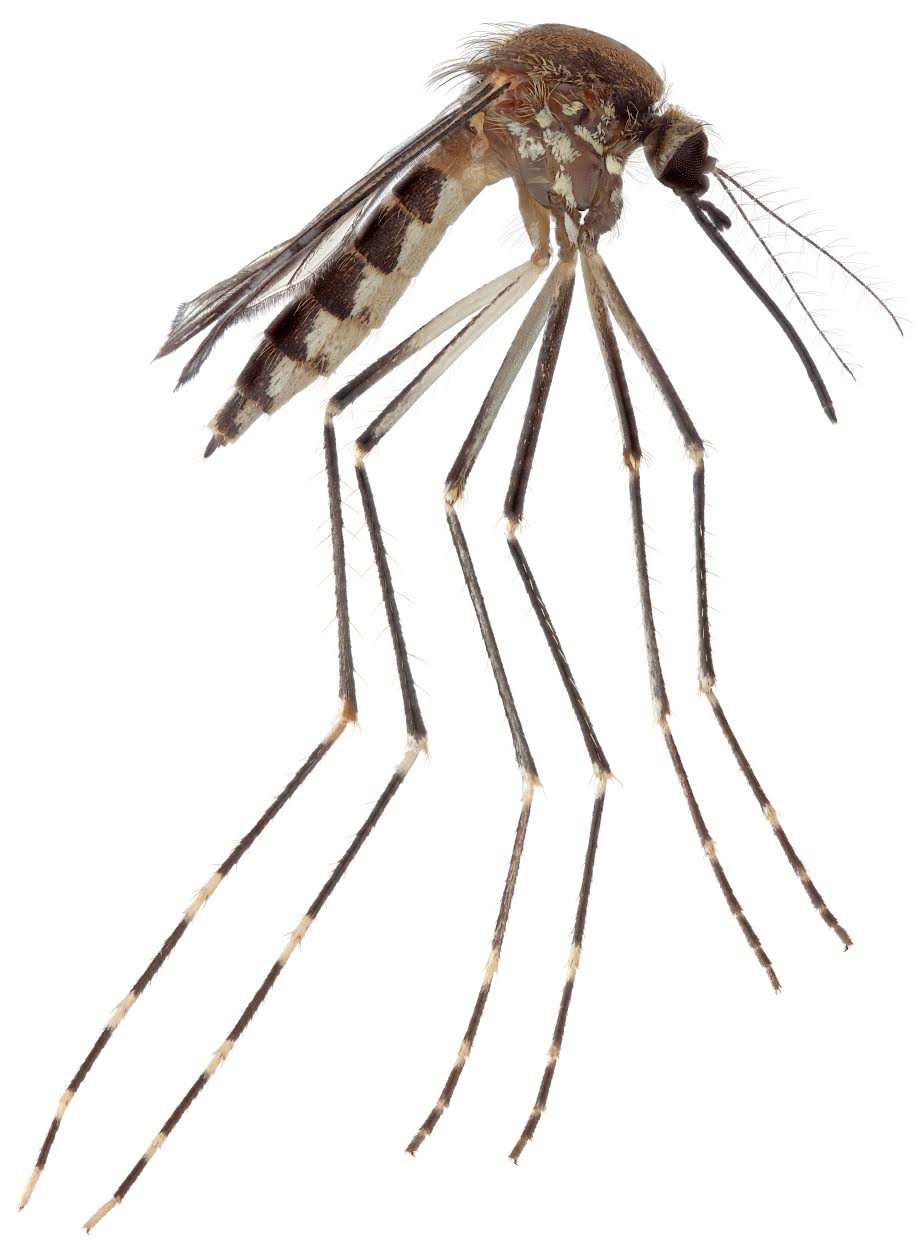The Aedes amateuri was found in Arizona’s mountainous terrain. Reeves suspects the species has also spread to nearby New Mexico