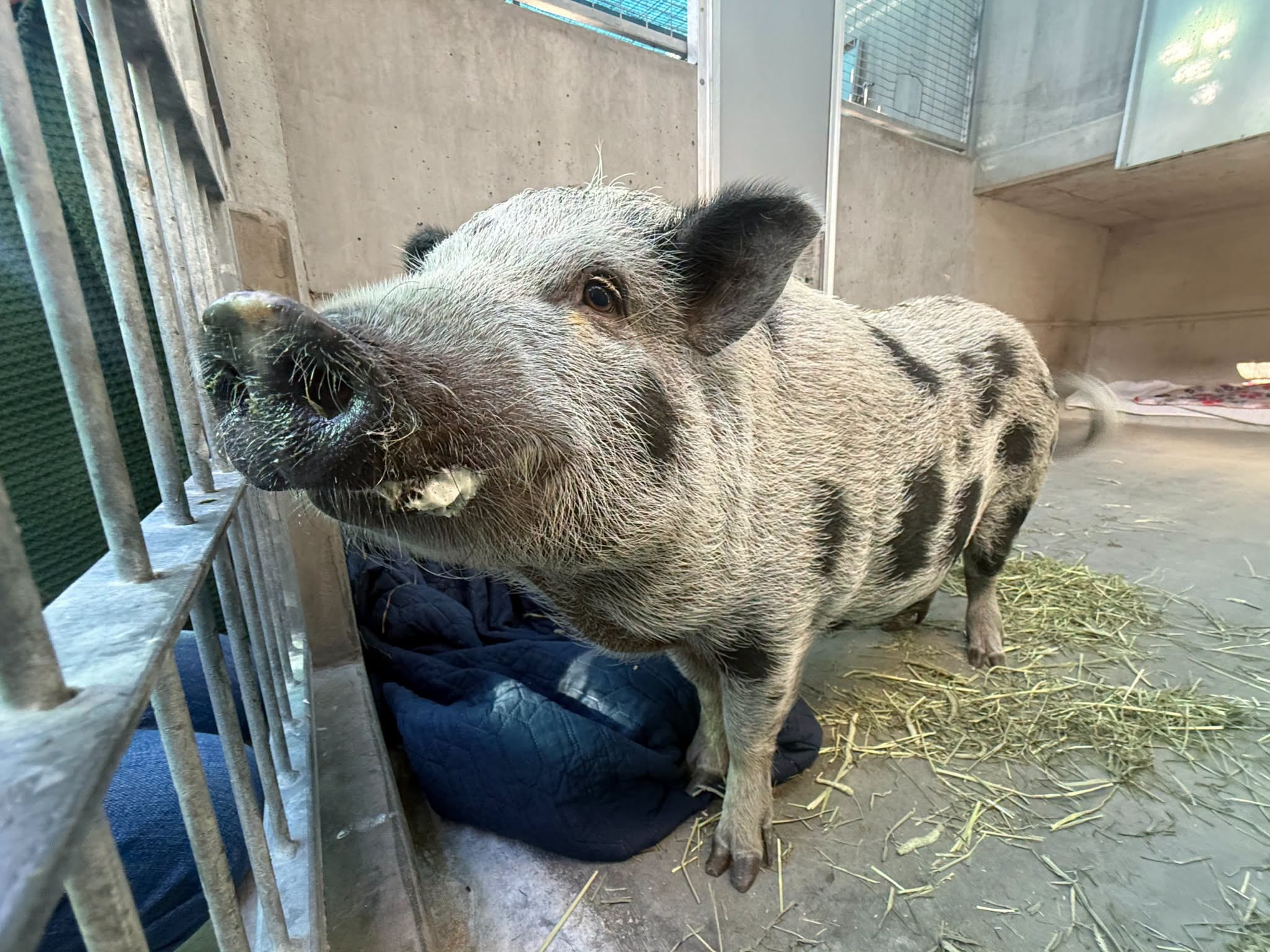The craze for tiny pet pigs started decades ago and gets reignited every few years