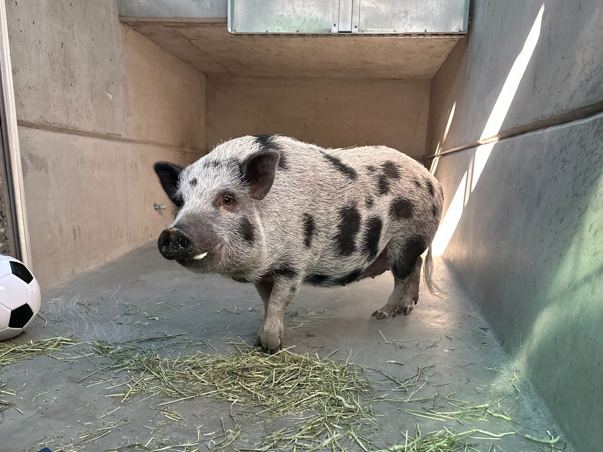 Some local rules specify pet pigs must be under a specified weight or allow only pot-bellied pigs, according to information from the North American Pet Pig Association