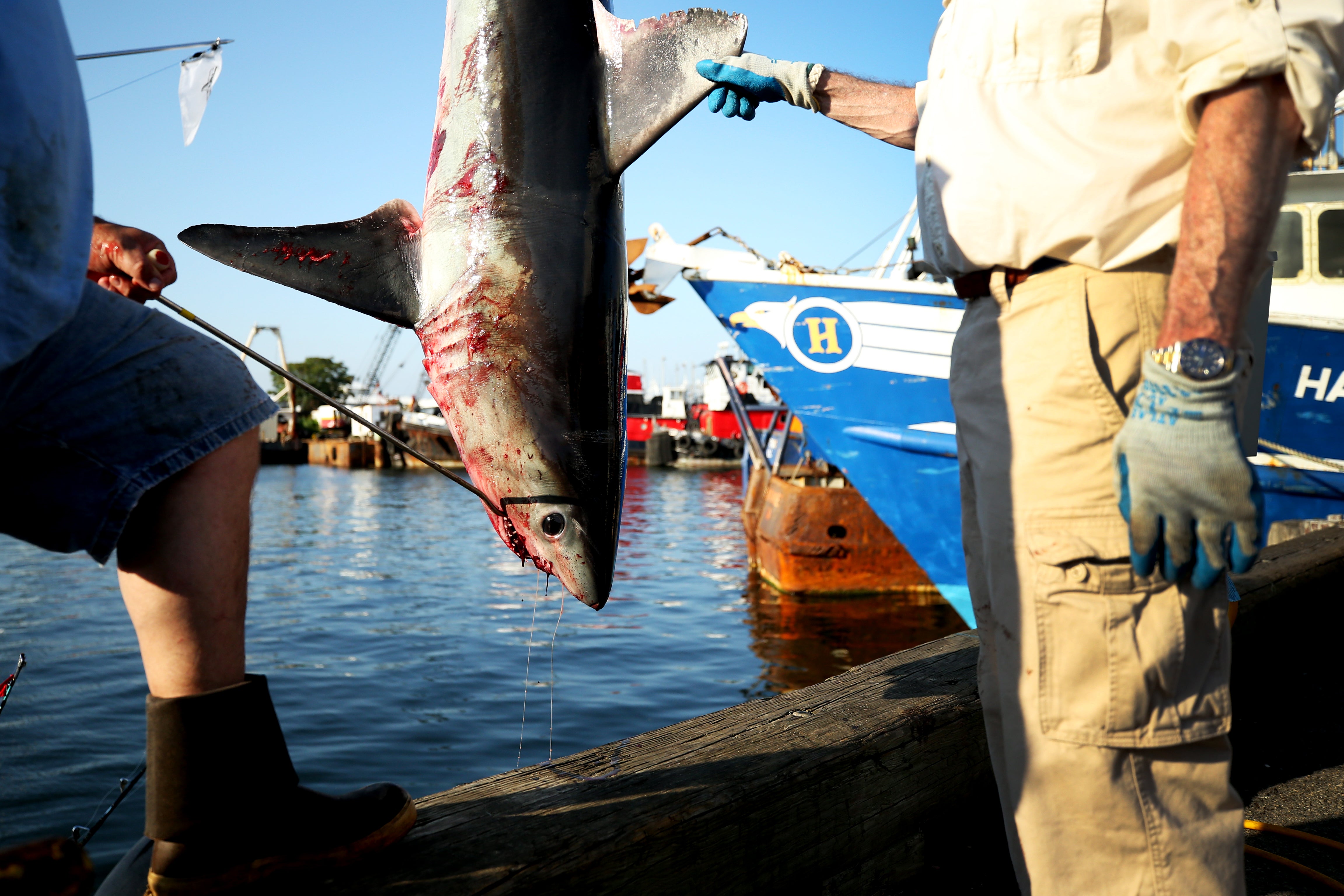 The shortfin mako shark involved in the attack averages six to seven feet in length and is known for its aggressive nature