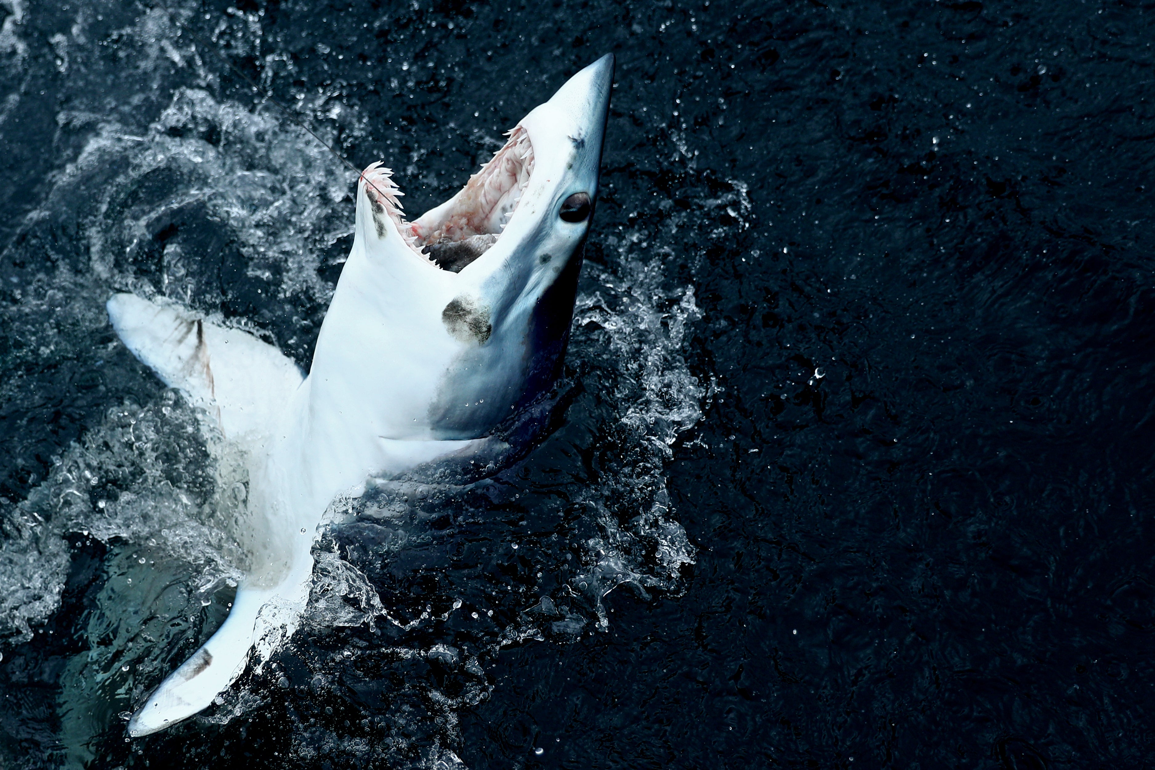 A fisherman was attacked off Paradise Cove in Malibu, California, after accidentally reeling in a shortfin mako shark