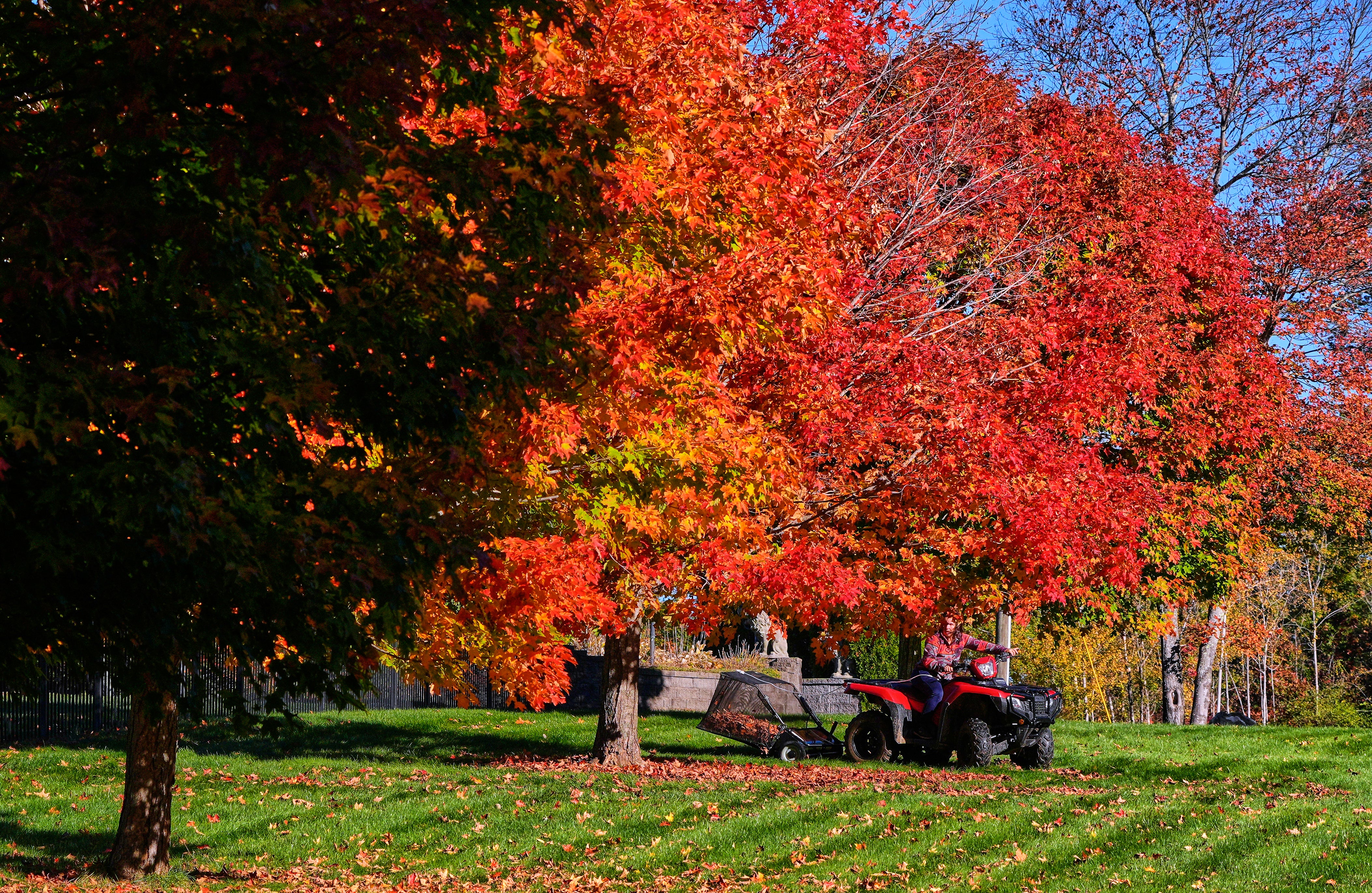 Lynne Gagnon clears fallen leaves before mowing her yard, Thursday, Oct. 15, 2026, in East Derry, N.H.