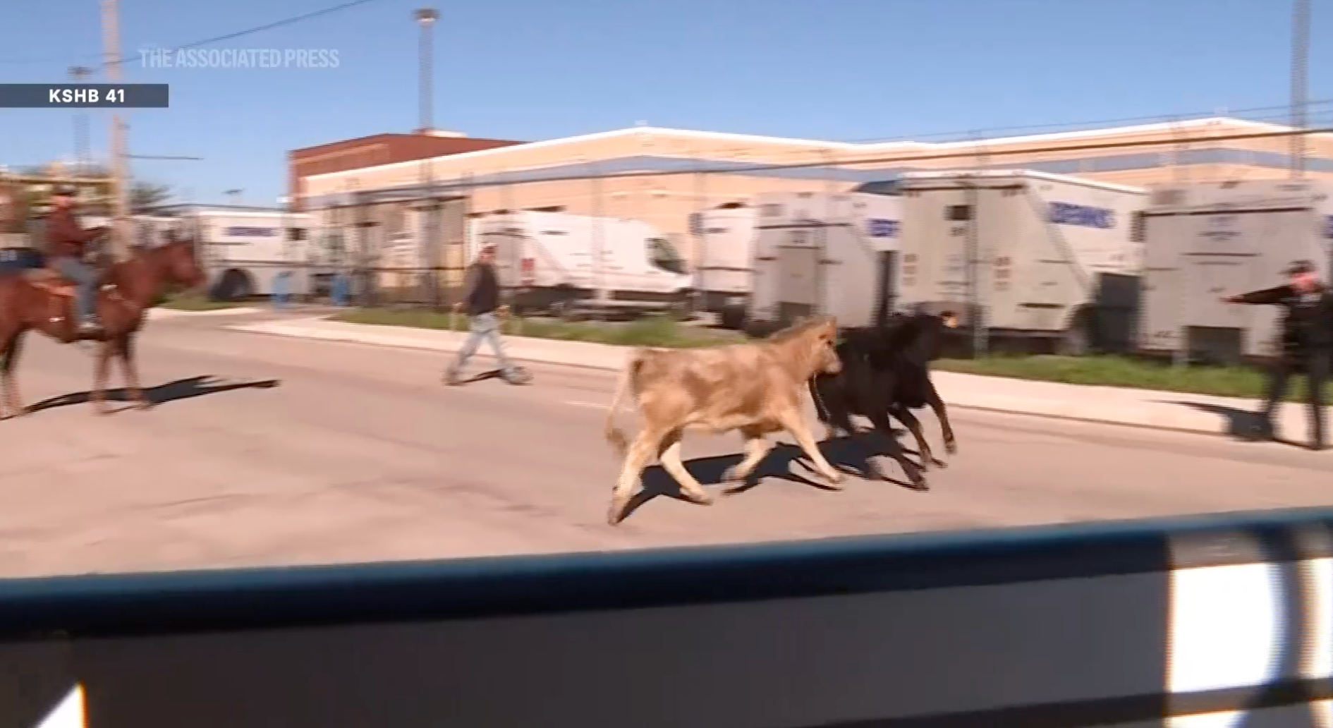 Cattle shown roaming through the streets of Kansas City after the crash