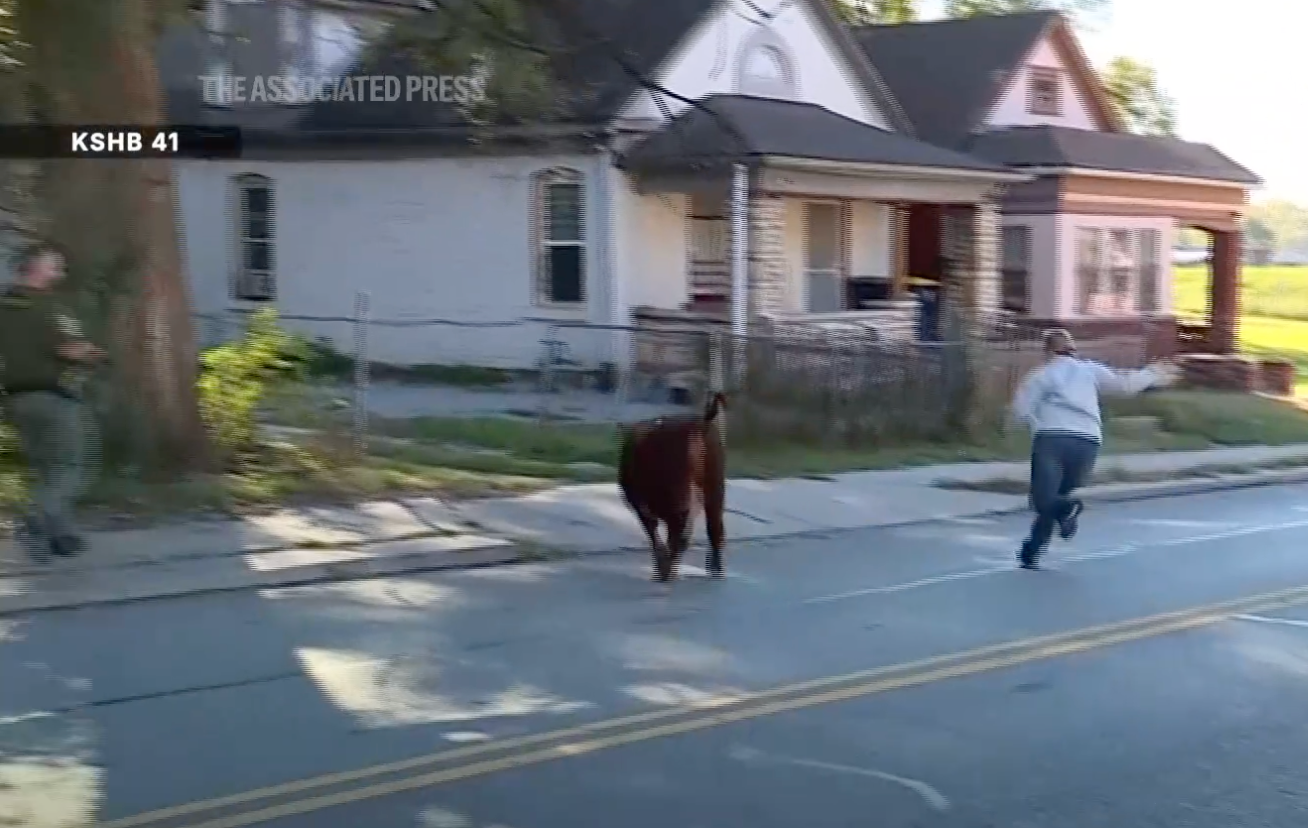 A resident tries in vain to wrangle one of the cattle