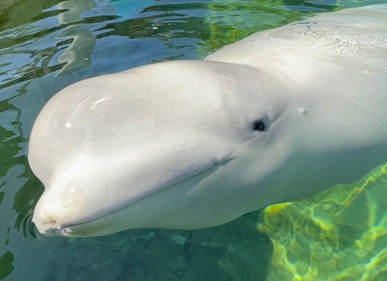 Cyprus (pictured), a nine-year-old male beluga whale, has died at SeaWorld San Diego after being rescued from a park in Canada