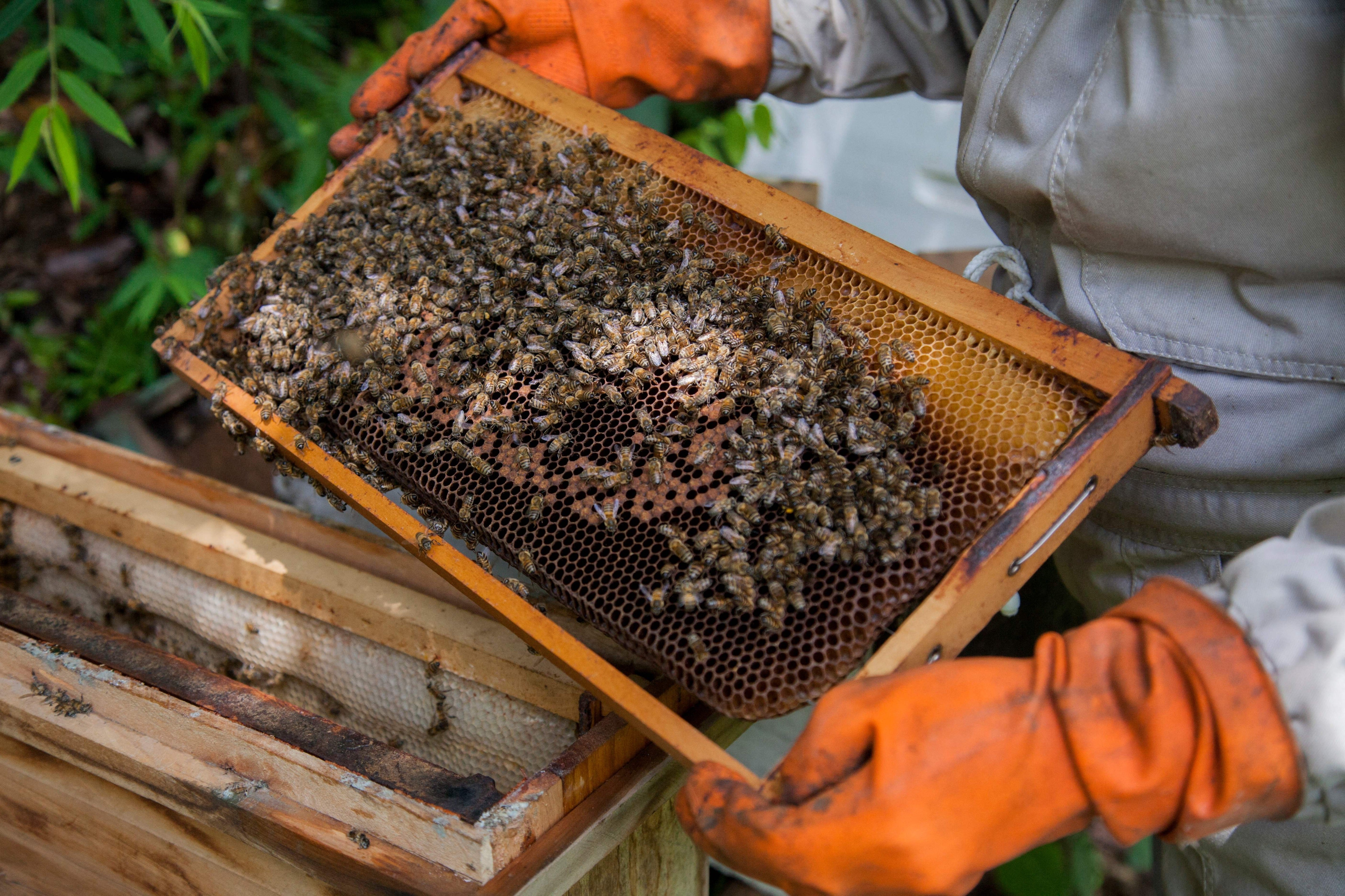 A lawsuit between a Conroe, Texas, homeowners association and a resident over a beehive has closed a neighborhood park and raised concerns about unmaintained grounds after board members claimed they were stung