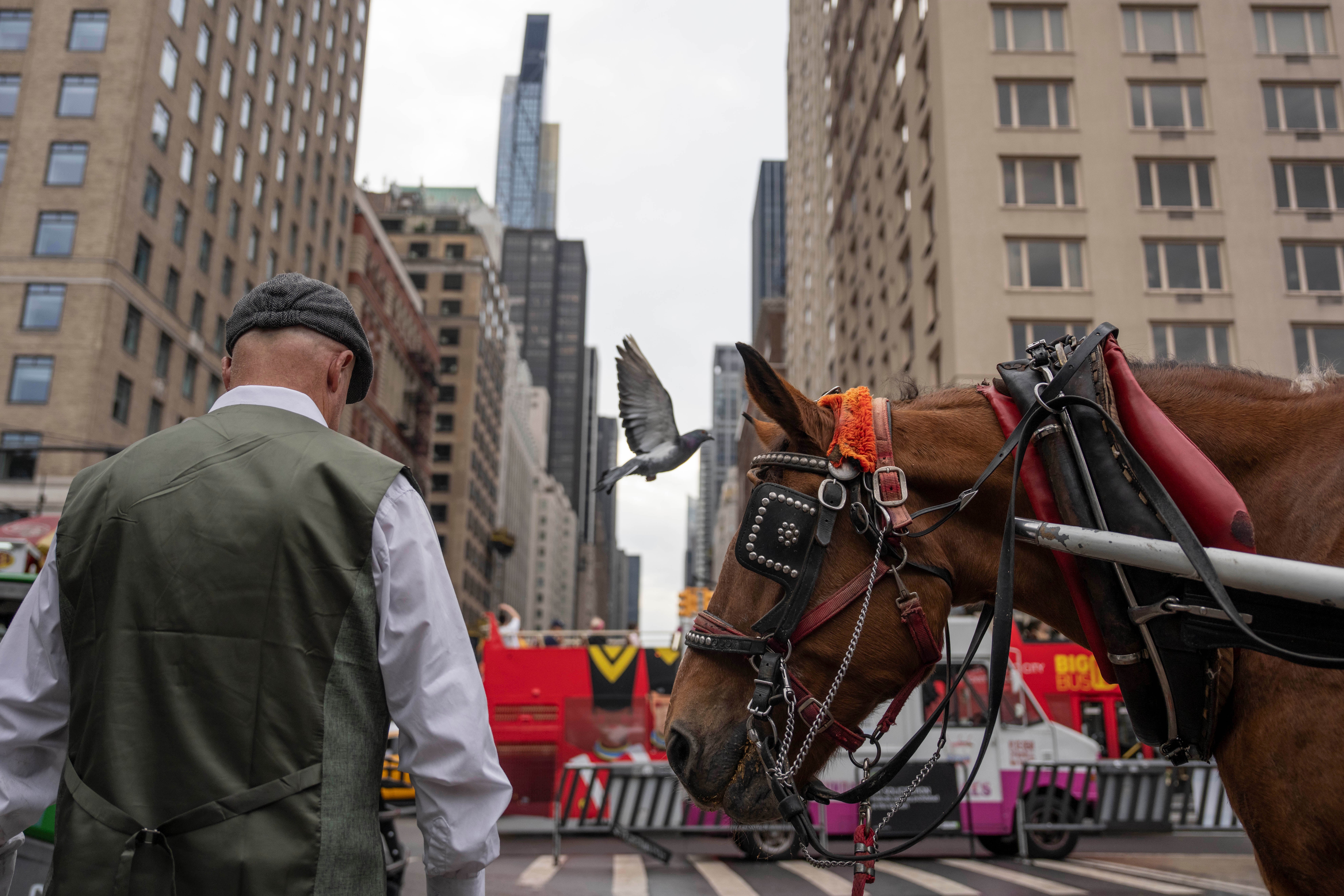 The horse-drawn carriages that have cruised through Central Park for more than 150 years are set to be banished soon from New York City, winding down a tradition beloved by tourists but long opposed by animal welfare activists