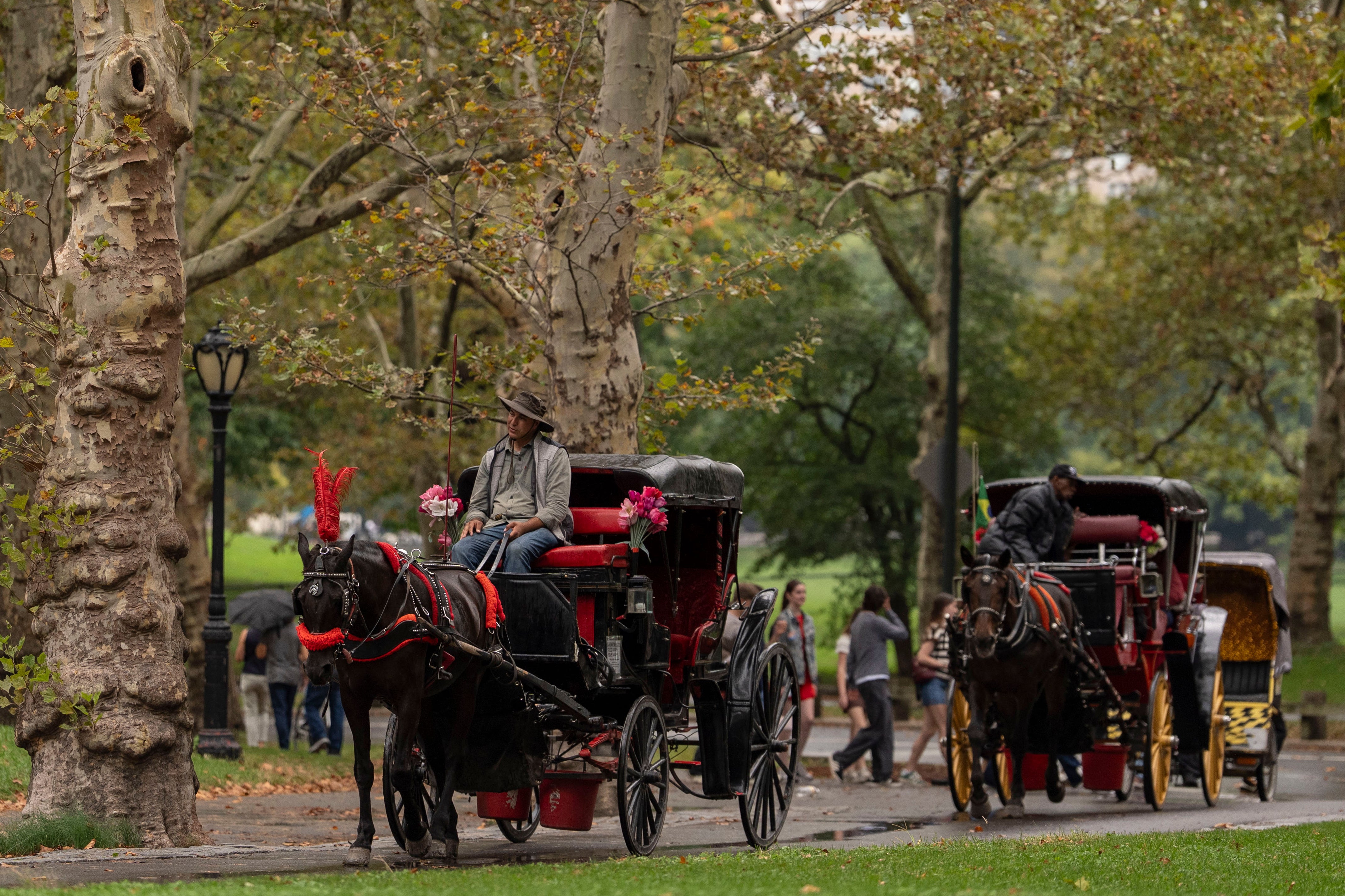 Horse-drawn carriages offer trips through through Central Park