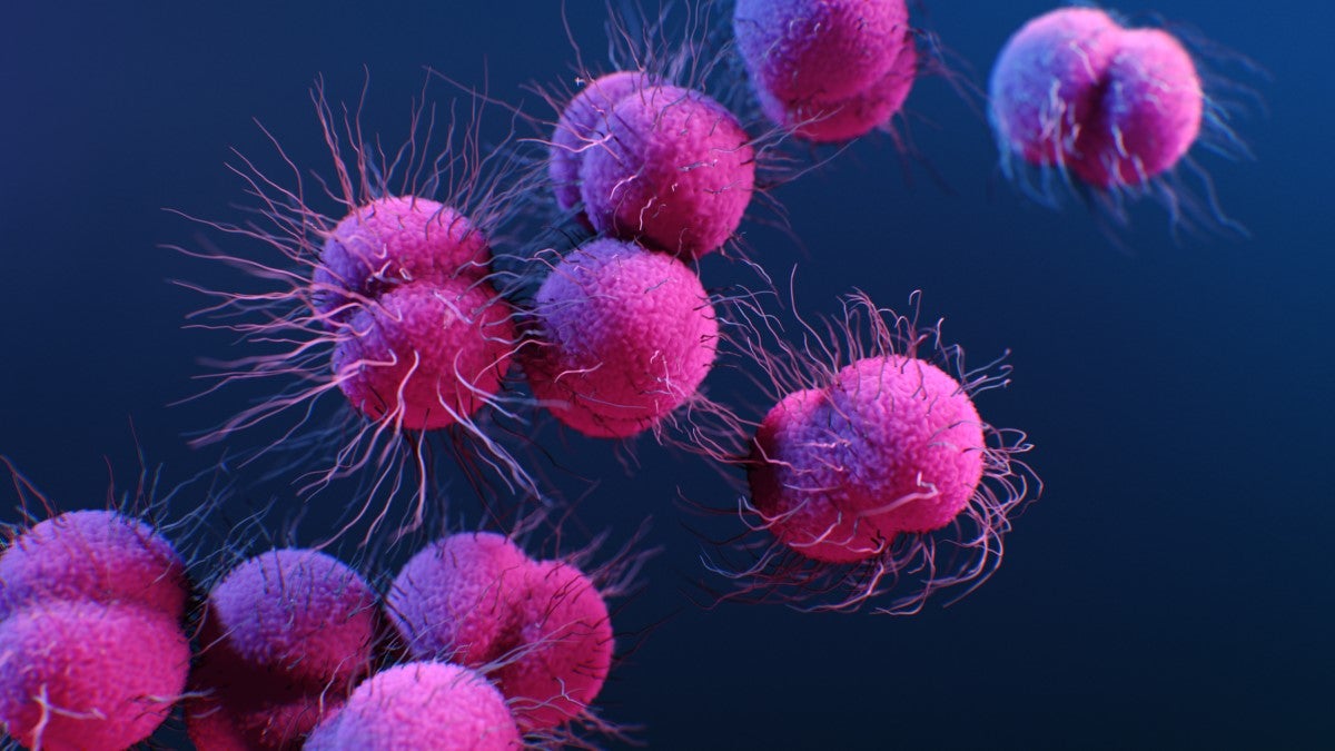 Cases of the common sexually-transmitted bacterial infection gonorrhea are transmitted during sex
