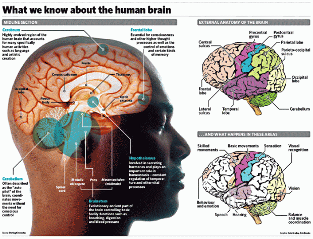 scientists-discover-way-to-reverse-loss-of-memory-science-news