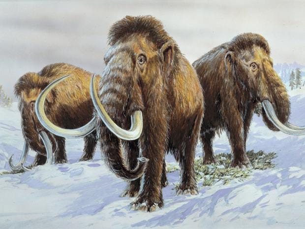 Wooly-Mammoths.jpg