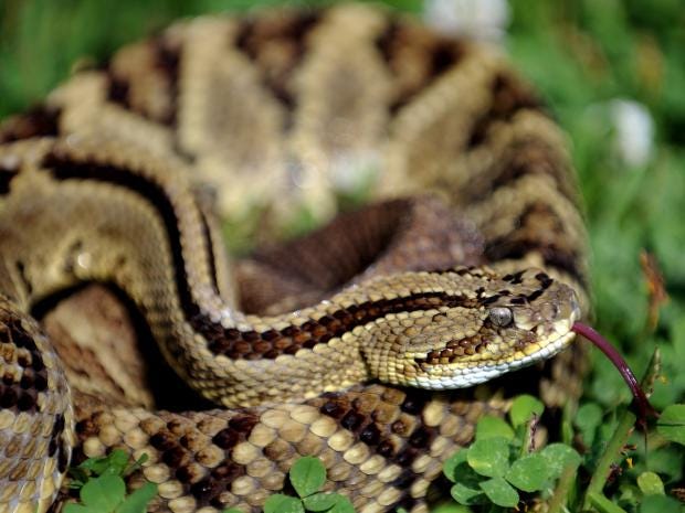 Rattlesnake-Getty.jpg