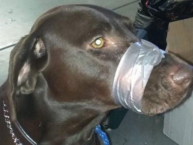 Dog-mouth-taped-shut