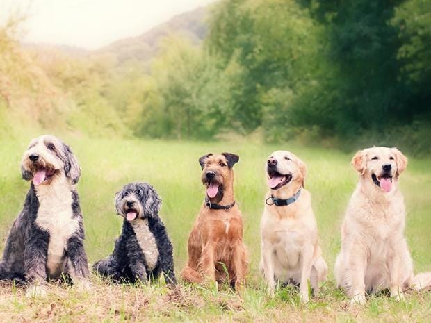 dogs-istock.jpg
