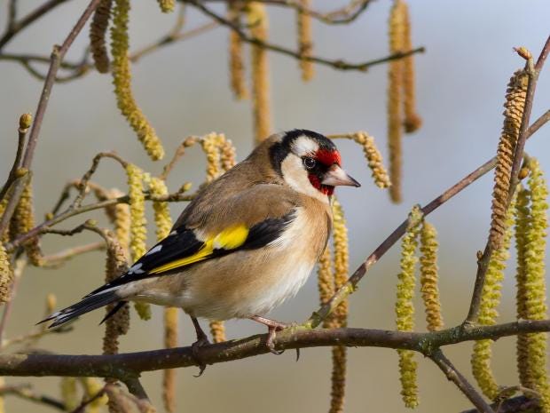 goldfinch.jpg