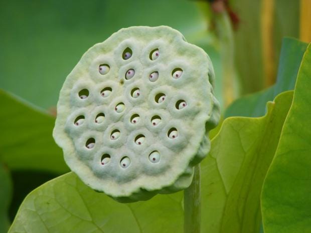 nelumbo.jpg