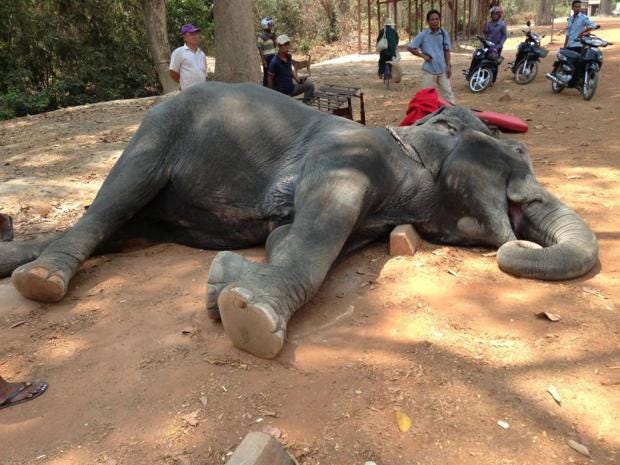 dead-elephant-anghor-wat-sambo-tourism-cambodia-1.jpg