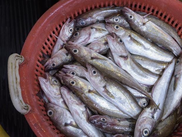 fish-bucket.jpg