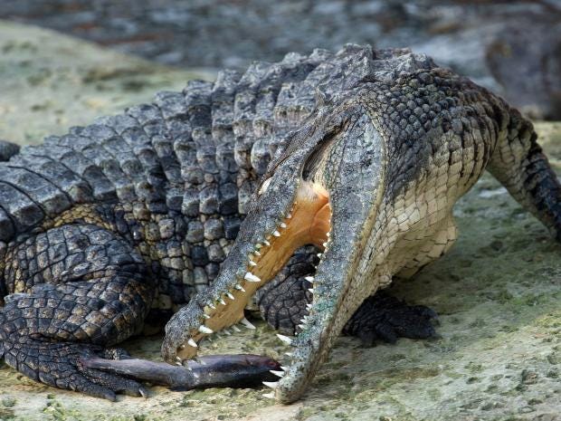 nile-crocodile-2.jpg
