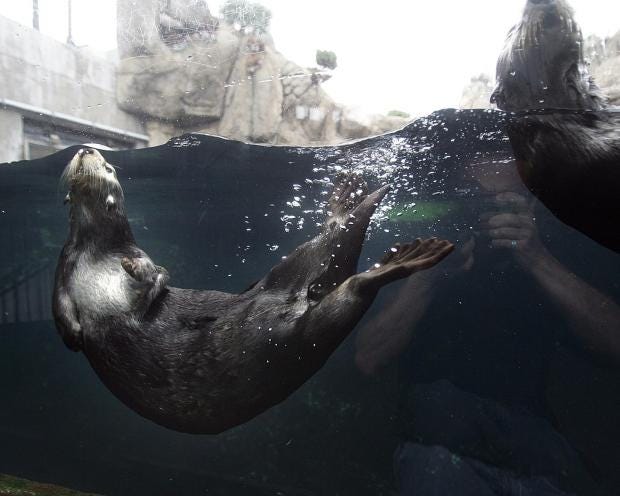 otters-getty.jpg