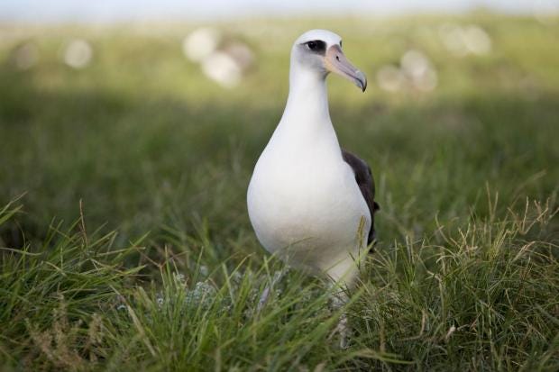 Obama Creates Largest Ocean Sanctuary in the World