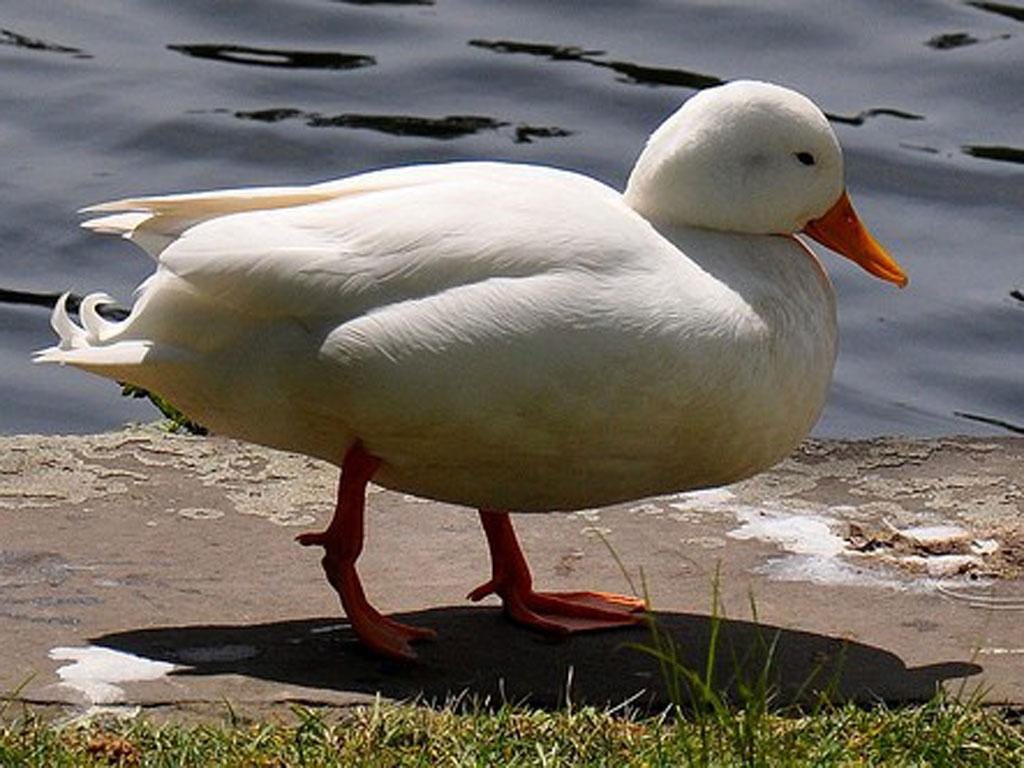 A duck