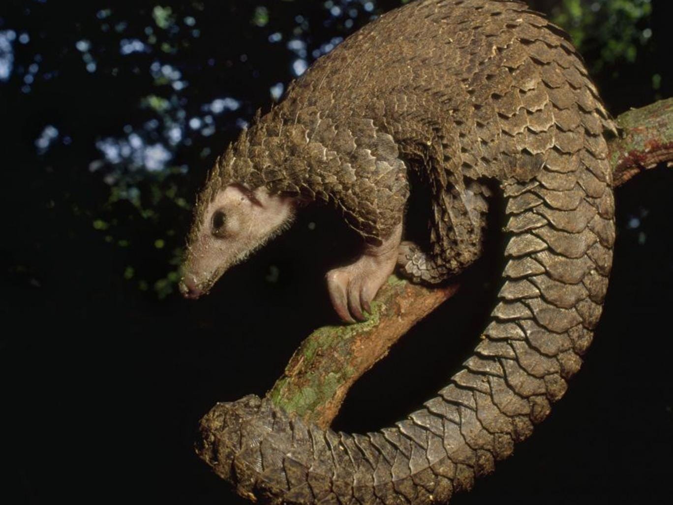 The plight of the pangolin One of the most extraordinary and