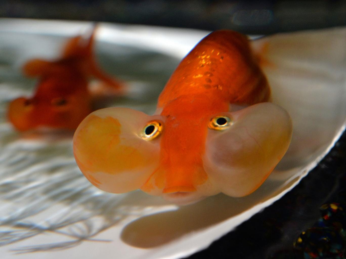 My pet goldfish died (self-employed builder)