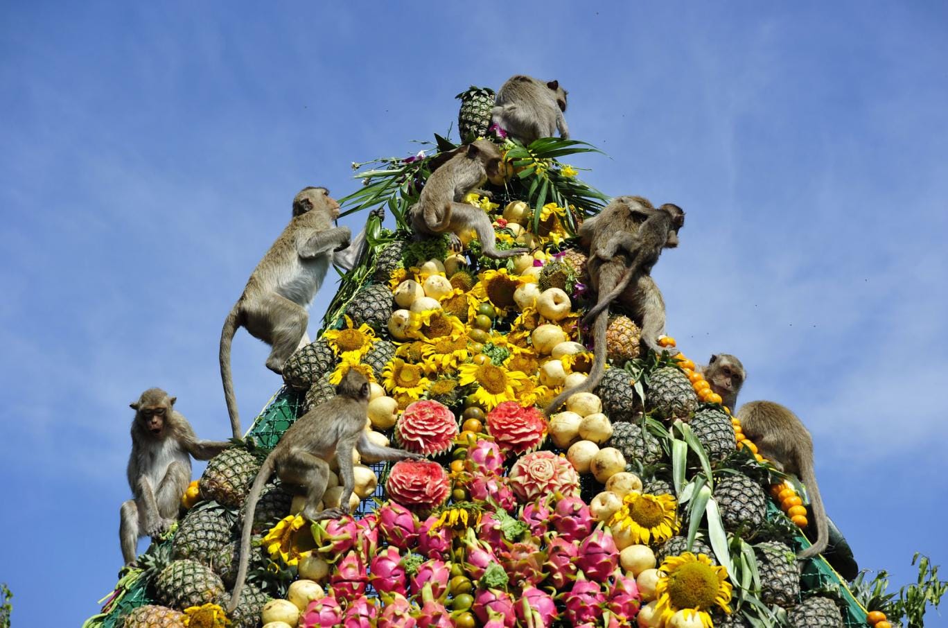 Natthawat Wongrat Photographs the Annual Feast of Lopburi’s Crab-eating Macaques