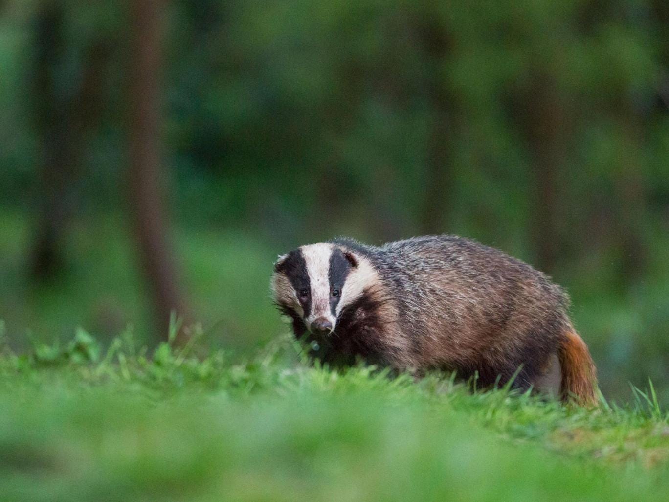 The government has a colony of 101 badgers