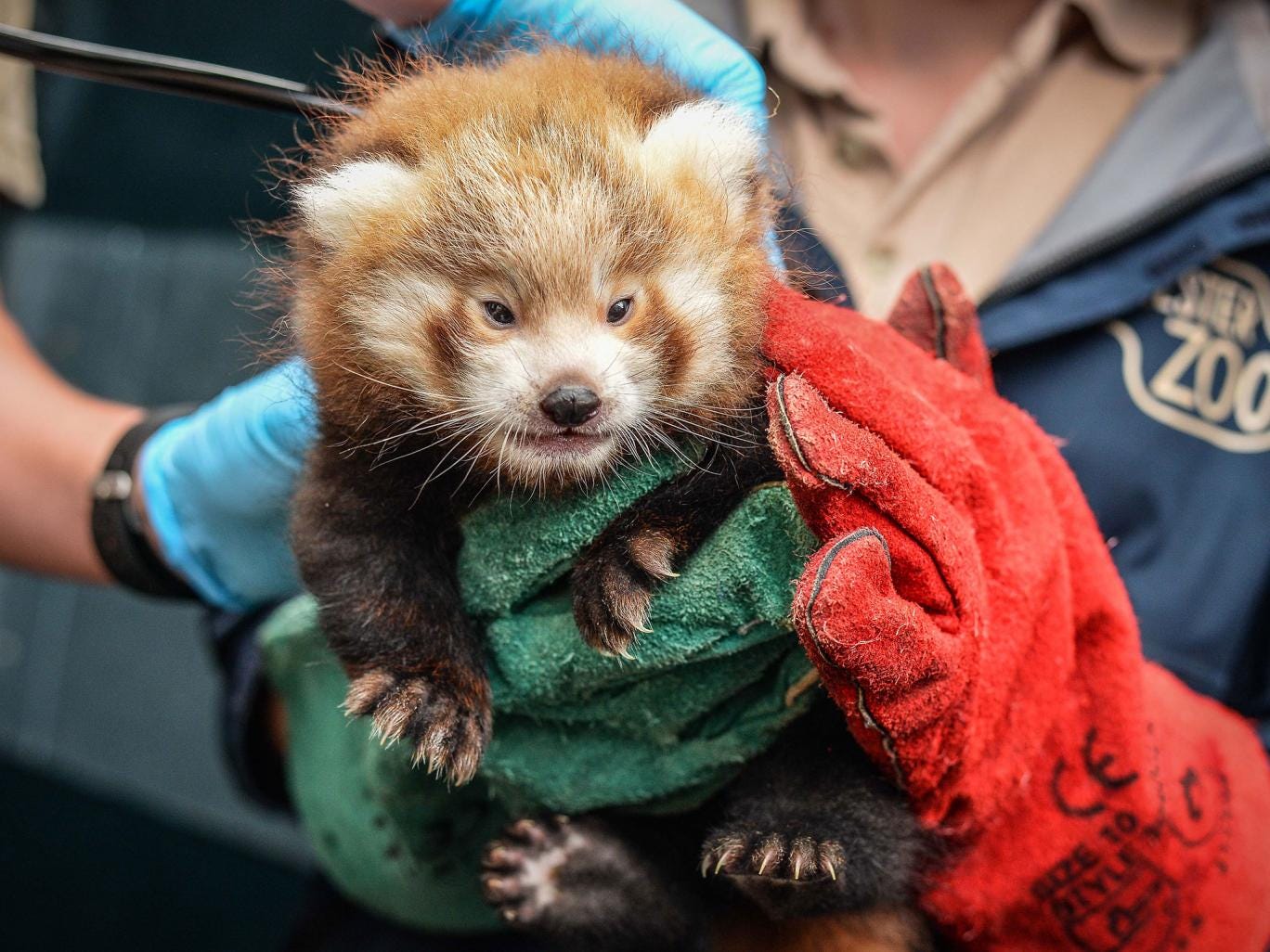 A red panda cub is given the once over by keepers at Chester Zoo