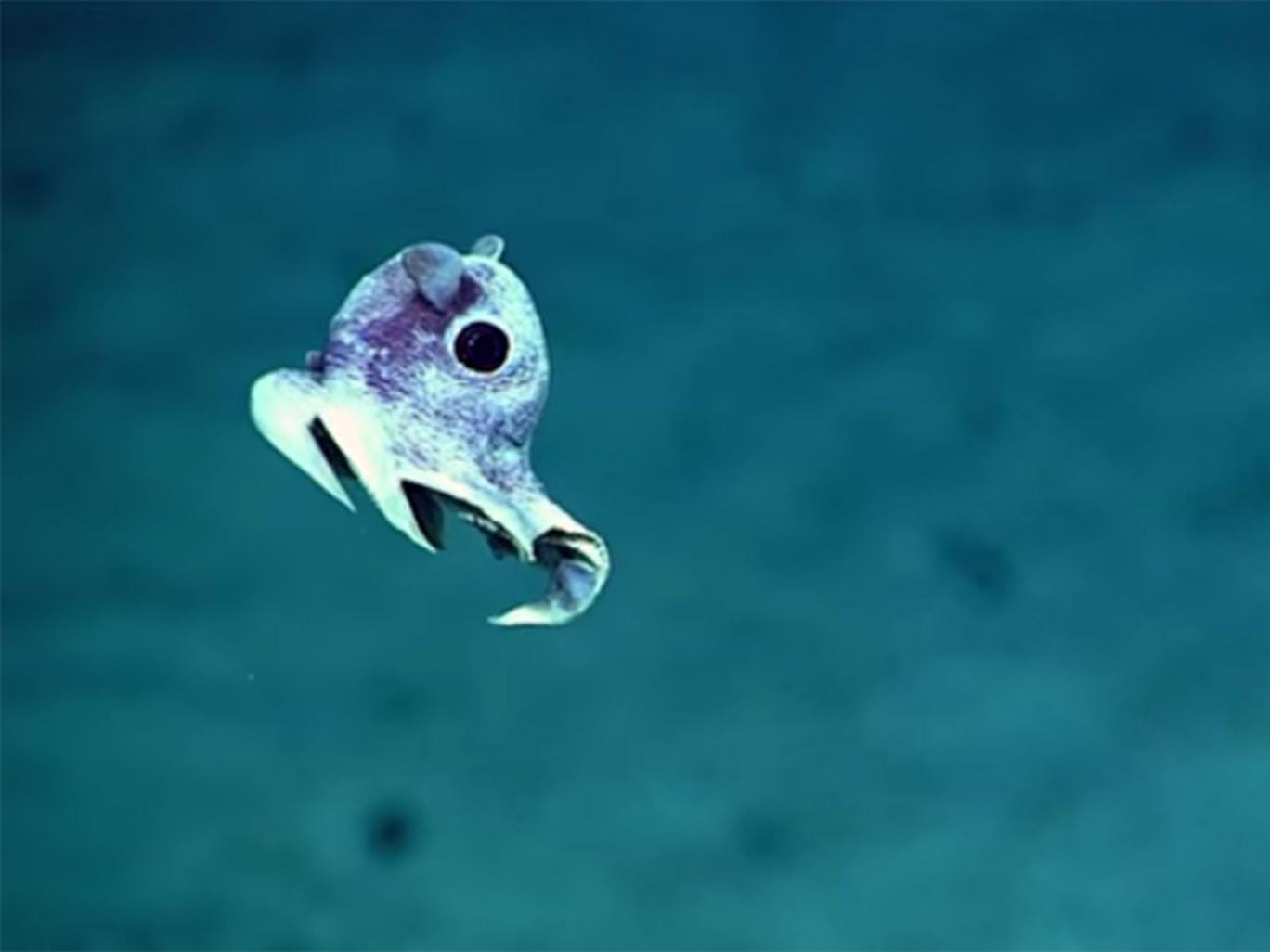 Incredible images of undiscovered deep sea creatures released after