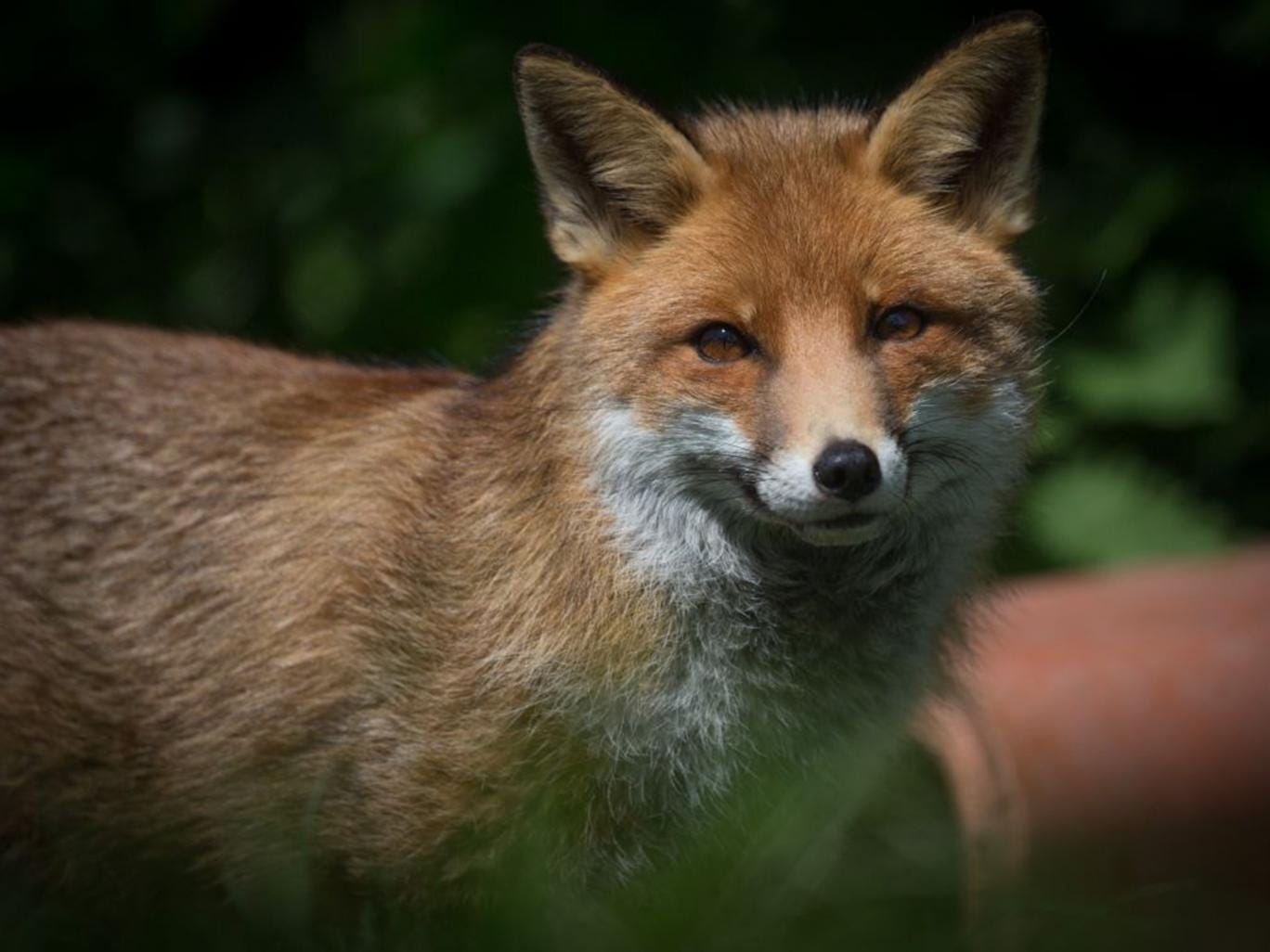 One poll revealed that eight out of ten Britons are against the fox hunting ban being lifted (Getty)