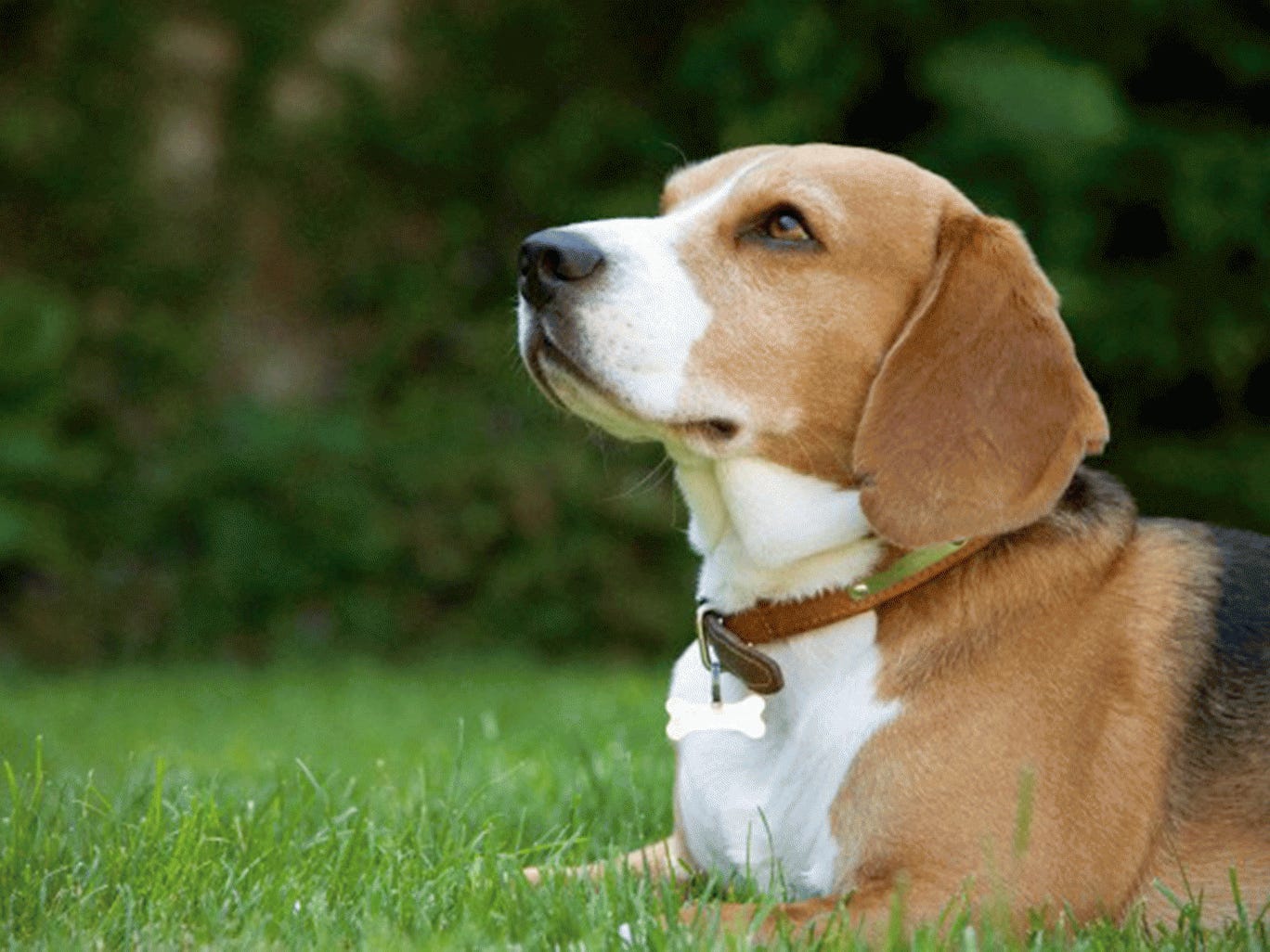 Animal rights dating uk-in-Kavchia
