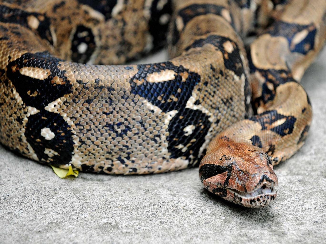 Boa constrictors, anacondas and some other pythons are thought to cut off the blood supply of prey 