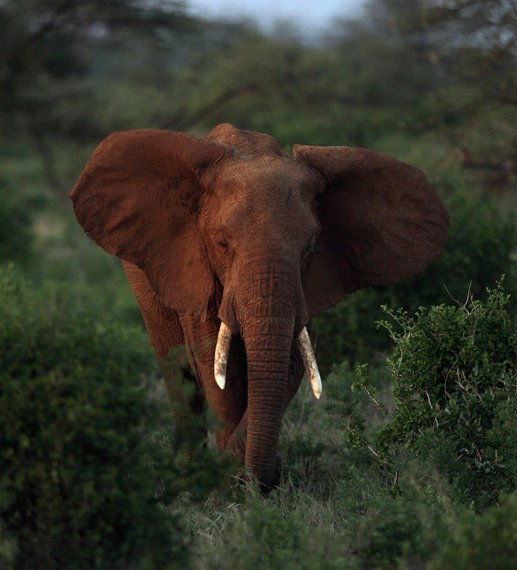 An African Elephant stands in shrubland in the Samburu Reserve, Kenya.