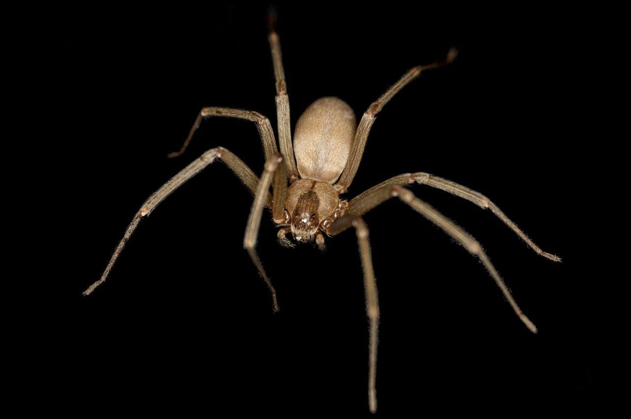 Poisonous Flesh eating Spider Bite Sees Briton Almost Lose Leg Home 