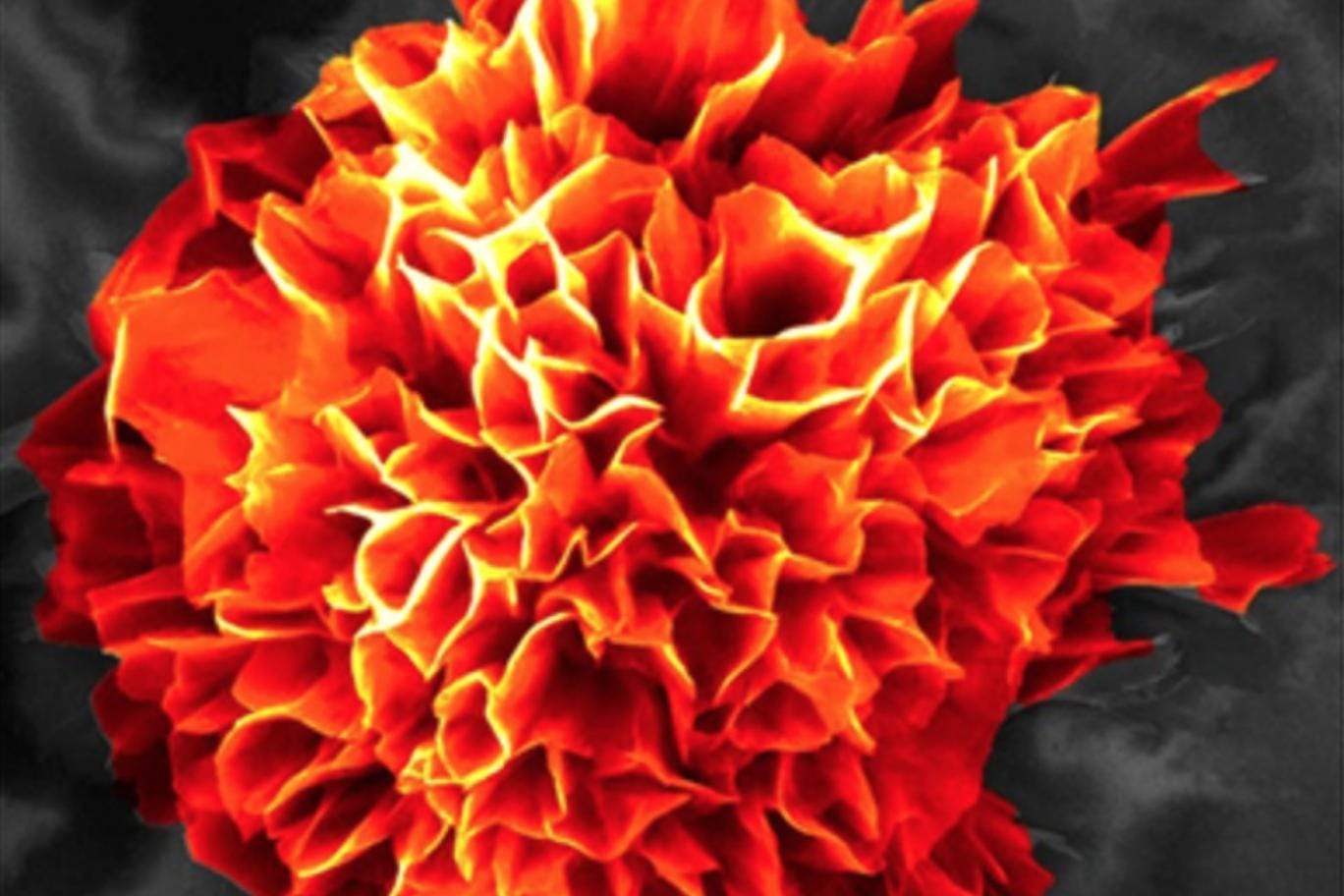 One of the microflowers created by the researchers, digitally coloured and magnified 20,000 times